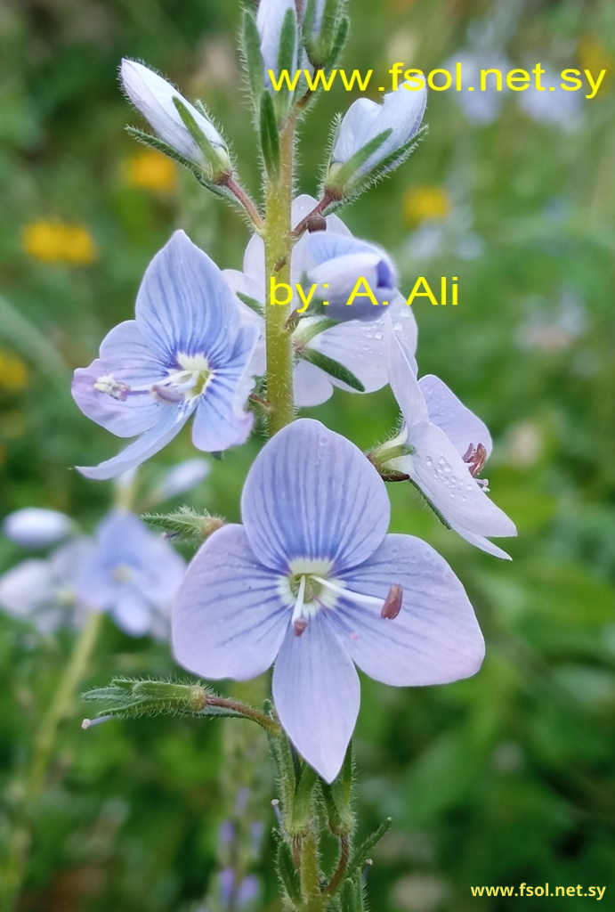 Veronica leiocarpa Boiss.